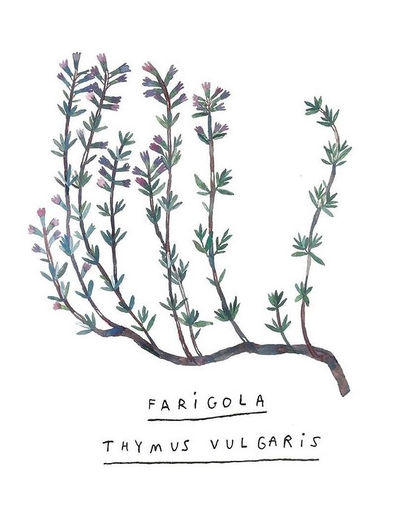 Farigola (M)