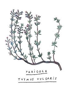 Farigola (M)