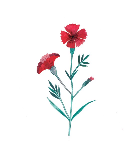 Clavel (A5)