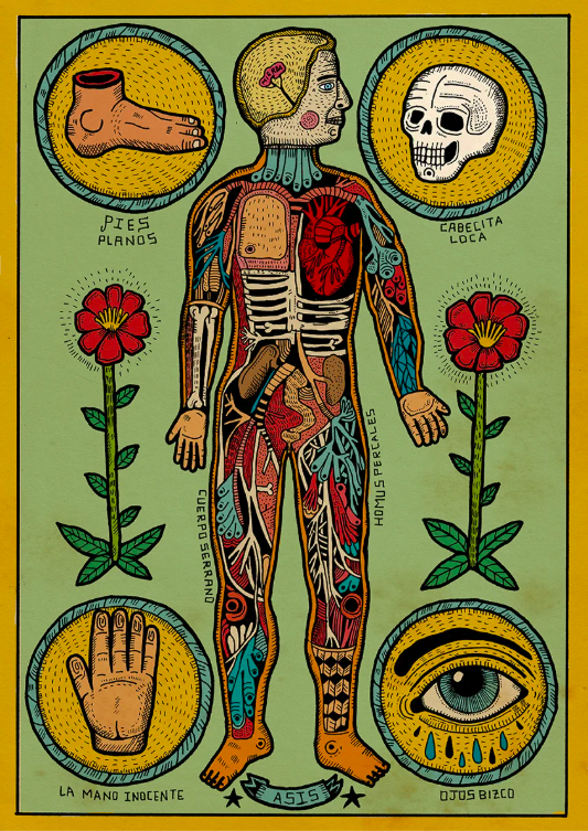 Anatomía de un cuerpo sesi (M)