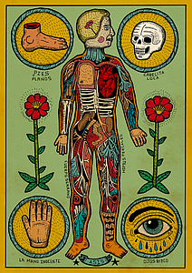 Anatomía de un cuerpo sesi (M)