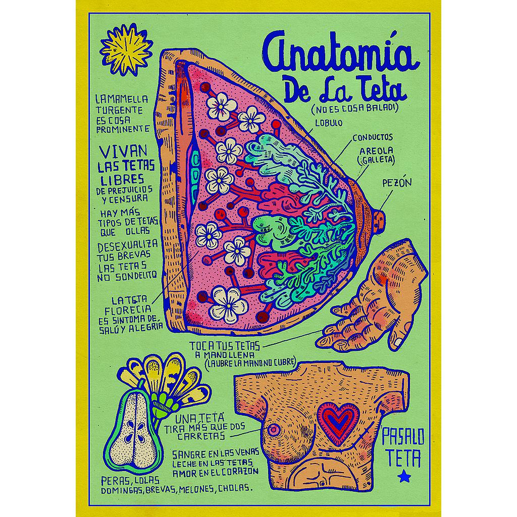 Anatomía de la teta