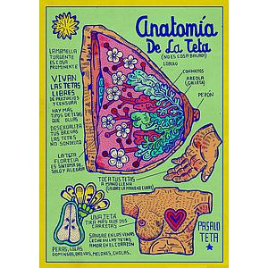 Anatomía de la teta