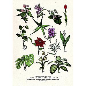 Toxic plants