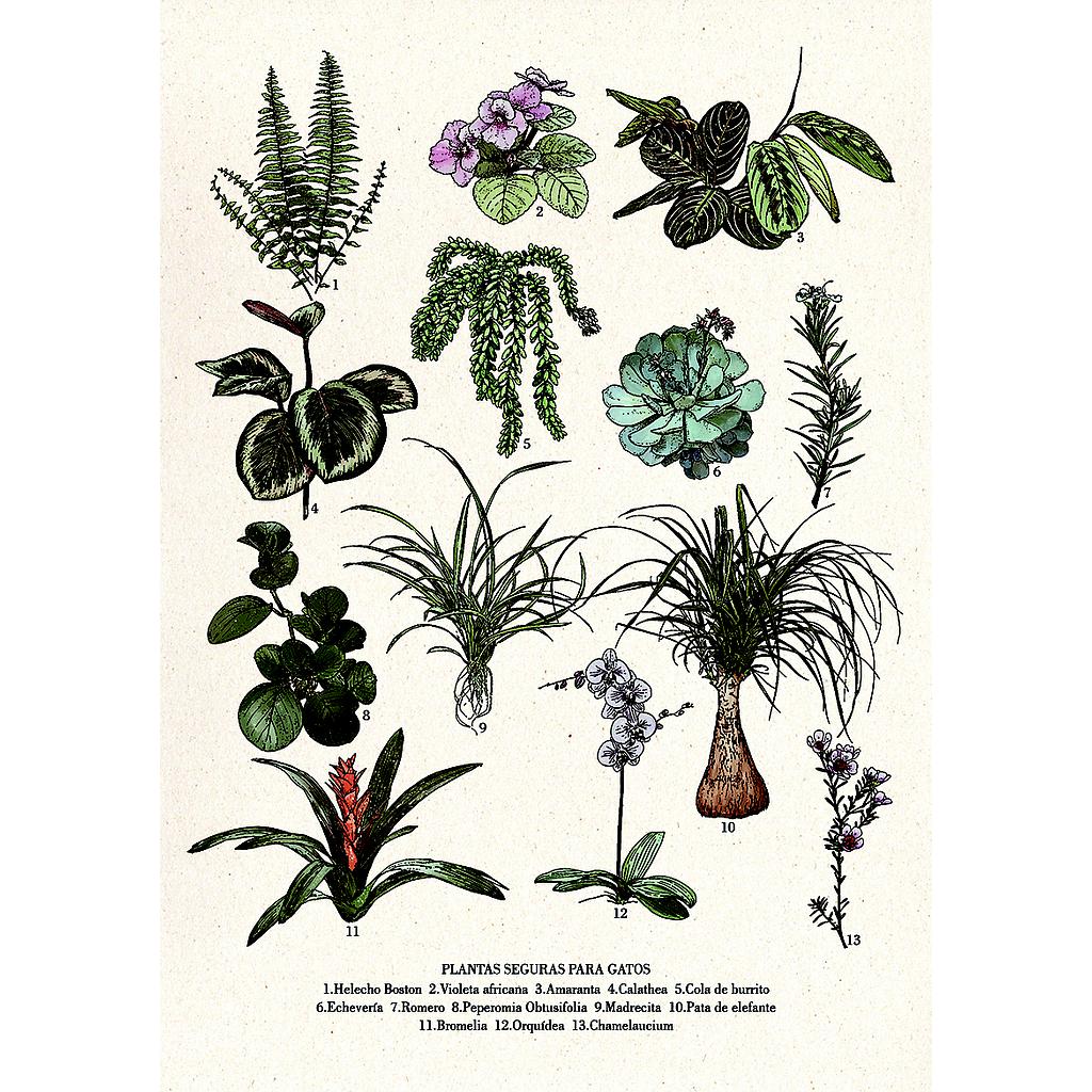 Safe plants