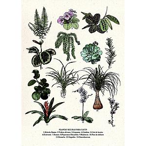 Safe plants