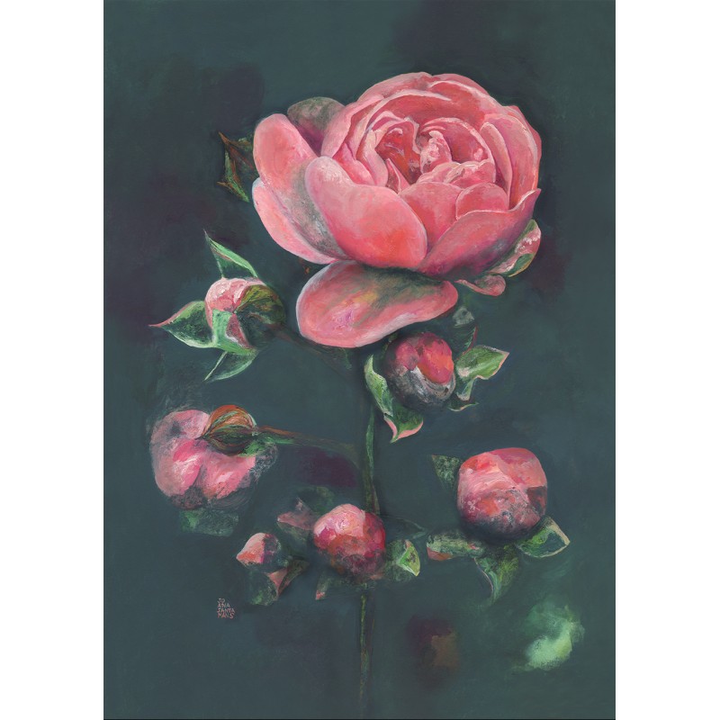 Rosa stella