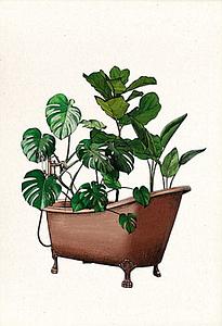 Plant bath (XS)