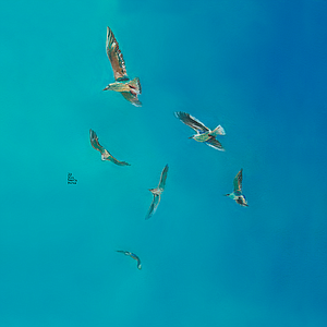 Cel blau