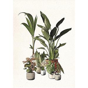 Green Companions (S)