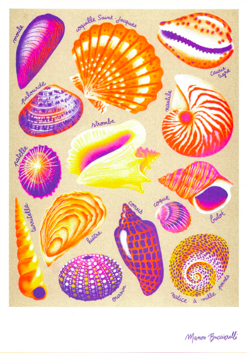 BUCCIARELLI Manon - Coquillages
