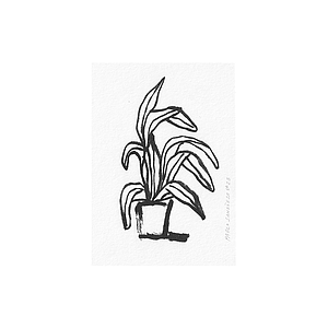 Planta casera - Postal