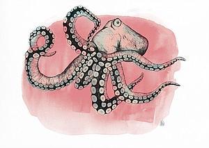 Pink octopus