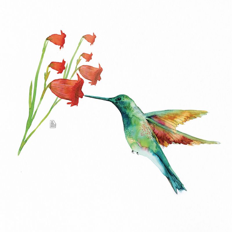 Hummingbird love #3