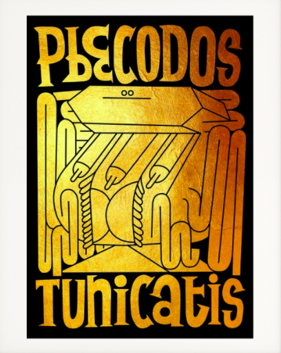 Pbecodos Tunicatis