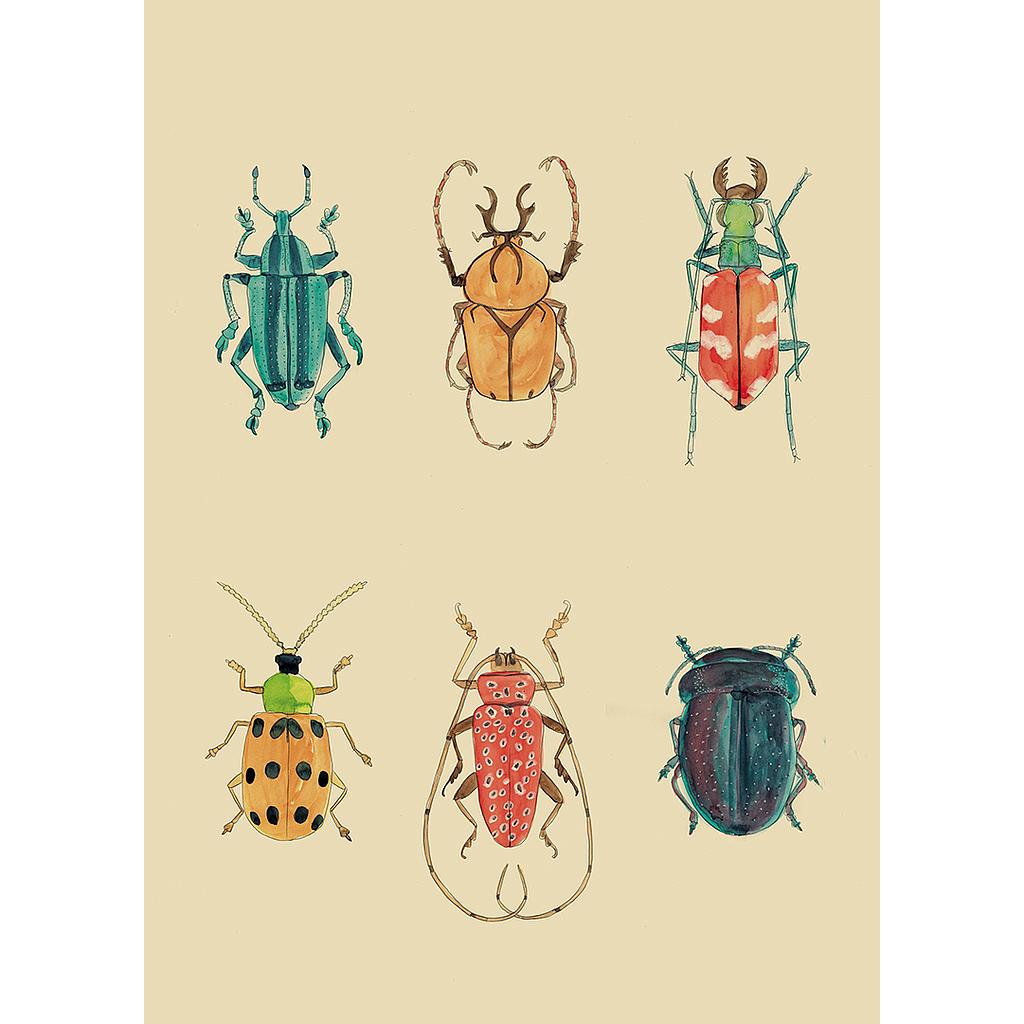 6 Insectes