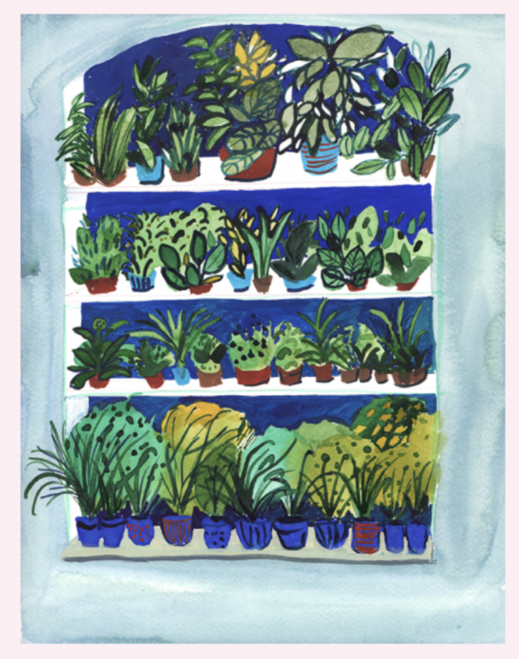 Rows of plants