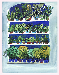 Rows of plants