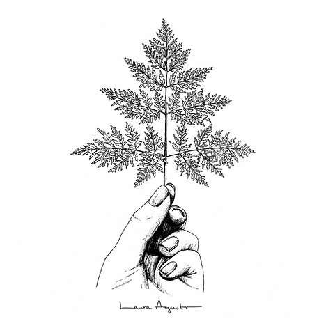 Fern