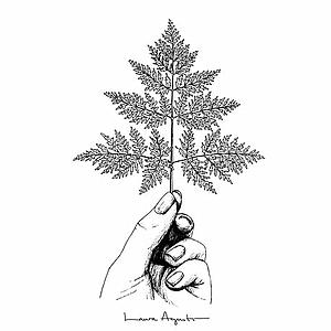 Fern