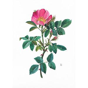 Rosa Canina